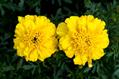 Tagetes Patula